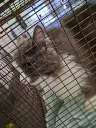 Shelter Stray Unknown Cat last seen , 1850 W 60th St, Los Angeles, CA 90047, USA