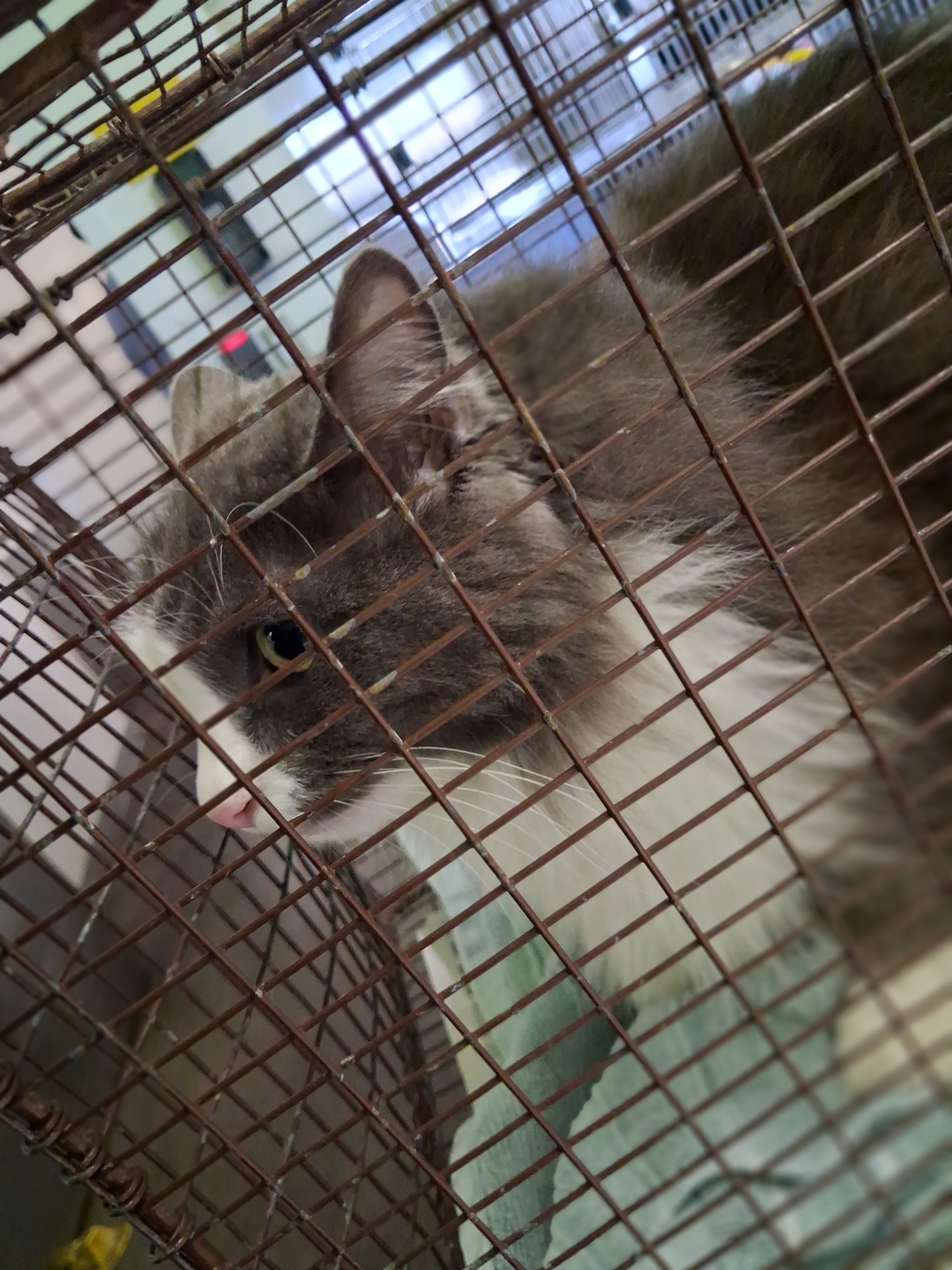 Shelter Stray Unknown Cat last seen , 1850 W 60th St, Los Angeles, CA 90047, USA