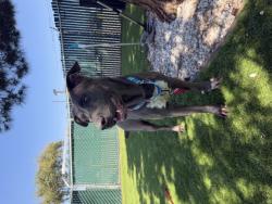 Shelter Stray Female Dog last seen 6TH ST X N WATERMAN AVE, 333 Chandler Pl, San Bernardino, CA 92408, USA