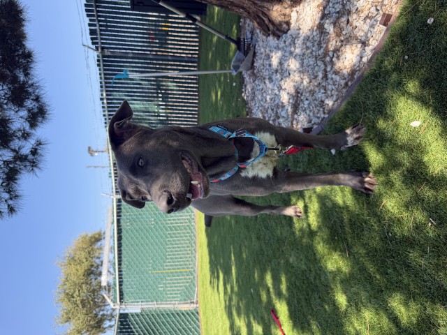 Shelter Stray Female Dog last seen 6TH ST X N WATERMAN AVE, 333 Chandler Pl, San Bernardino, CA 92408, USA