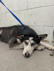Shelter Stray Female Dog last seen TRENTON X MOUNT VERNON, 333 Chandler Pl, San Bernardino, CA 92408, USA