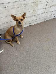 Shelter Stray Female Dog last seen 5TH X F, 333 Chandler Pl, San Bernardino, CA 92408, USA