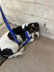 Shelter Stray Female Dog last seen 5TH X F, 333 Chandler Pl, San Bernardino, CA 92408, USA