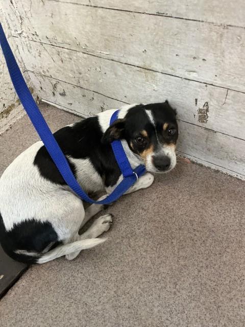 Shelter Stray Female Dog last seen 5TH X F, 333 Chandler Pl, San Bernardino, CA 92408, USA