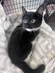 Shelter Stray Male Cat last seen Near BLOCK N LA CADENA, 333 Chandler Pl, San Bernardino, CA 92408, USA