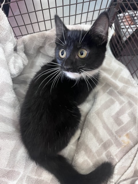 Shelter Stray Male Cat last seen Near BLOCK N LA CADENA, 333 Chandler Pl, San Bernardino, CA 92408, USA