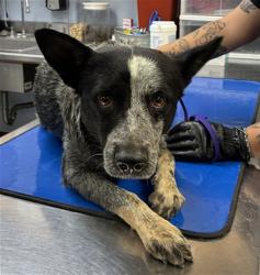 Shelter Stray Male Dog last seen W FLORENCE ST AND S 126TH DR, 2500 S 27th Ave, Phoenix, AZ 85009, USA