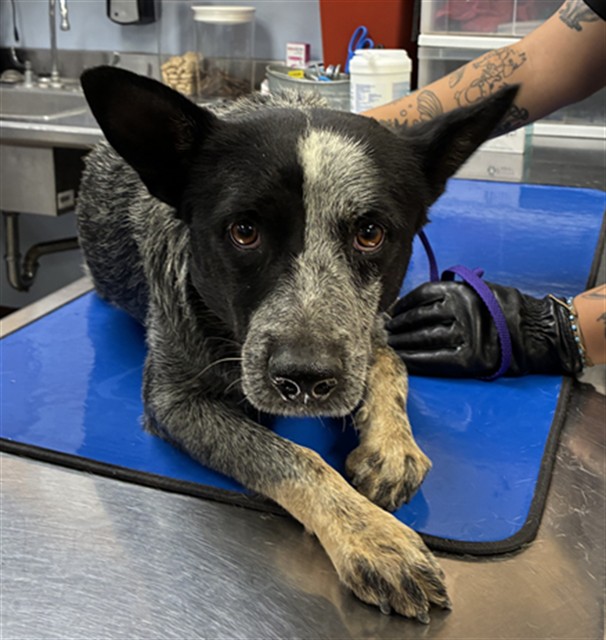 Shelter Stray Male Dog last seen W FLORENCE ST AND S 126TH DR, 2500 S 27th Ave, Phoenix, AZ 85009, USA