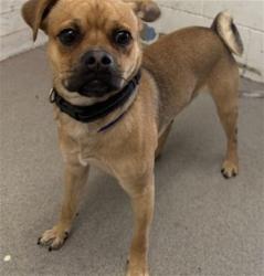 Shelter Stray Male Dog last seen SEASHELL X E LINCOLN LOOP, 333 Chandler Pl, San Bernardino, CA 92408, USA