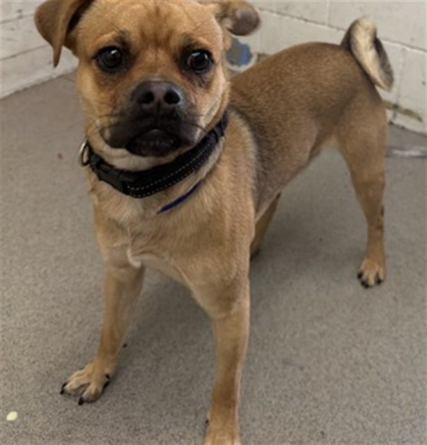 Shelter Stray Male Dog last seen SEASHELL X E LINCOLN LOOP, 333 Chandler Pl, San Bernardino, CA 92408, USA