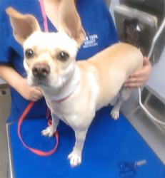 Shelter Stray Female Dog last seen BELMONT AVE AND 53RD DR, 2500 S 27th Ave, Phoenix, AZ 85009, USA