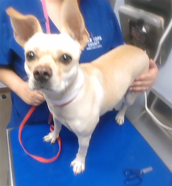 Shelter Stray Female Dog last seen BELMONT AVE AND 53RD DR, 2500 S 27th Ave, Phoenix, AZ 85009, USA