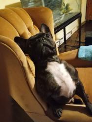 Lost Male Dog last seen James Madison, Gordonsville, VA 22942