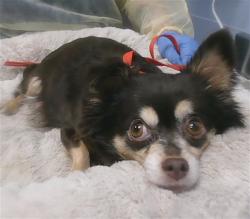 Shelter Stray Female Dog last seen RIO SALADO PKWY AND EVERGREEN RD, 2500 S 27th Ave, Phoenix, AZ 85009, USA