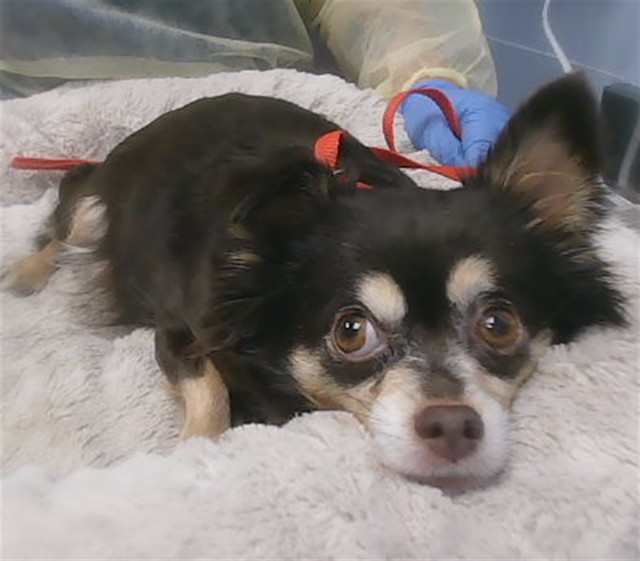 Shelter Stray Female Dog last seen RIO SALADO PKWY AND EVERGREEN RD, 2500 S 27th Ave, Phoenix, AZ 85009, USA