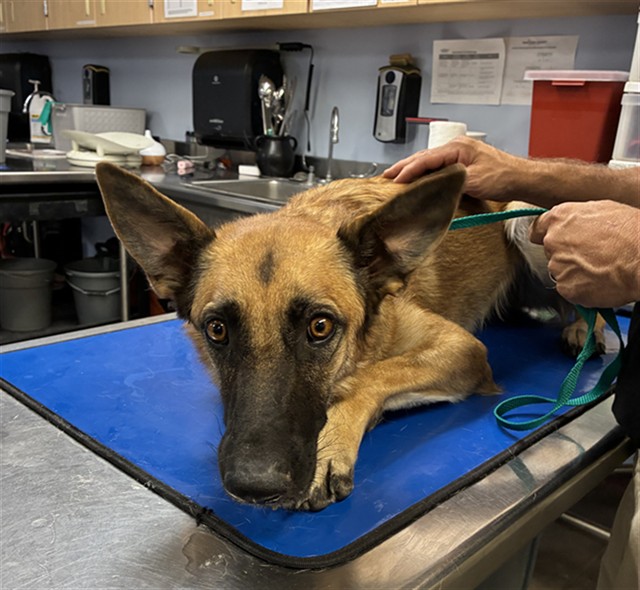 Shelter Stray Female Dog last seen Near BLOCK W MEADOWBROOK AVE, 2500 S 27th Ave, Phoenix, AZ 85009, USA