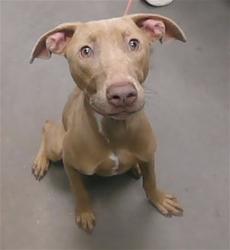 Shelter Stray Female Dog last seen 7TH AVE AND BUCKEYE RD, 2500 S 27th Ave, Phoenix, AZ 85009, USA