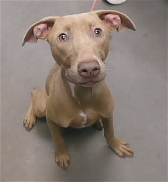 Shelter Stray Female Dog last seen 7TH AVE AND BUCKEYE RD, 2500 S 27th Ave, Phoenix, AZ 85009, USA