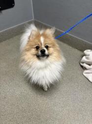 Shelter Stray Male Dog last seen Near BLOCK S LAS VEGAS BLVD, LAS VEGAS NV 89183, 655 N Mojave Rd, Las Vegas, NV 89101, USA