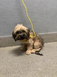 Shelter Stray Female Dog last seen Near BLOCK FLOWER AVE, NORTH LAS VEGAS NV 89030, 655 N Mojave Rd, Las Vegas, NV 89101, USA