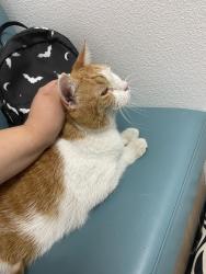 Reunited Female Cat last seen Condon Ave & Artesia Blvd, Lawndale, CA 90260