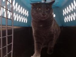 Shelter Stray Male Cat last seen Near BLOCK N ONEIDA ST, DENVER CO 80220, 1241 W Bayaud Ave, Denver, CO 80223, USA