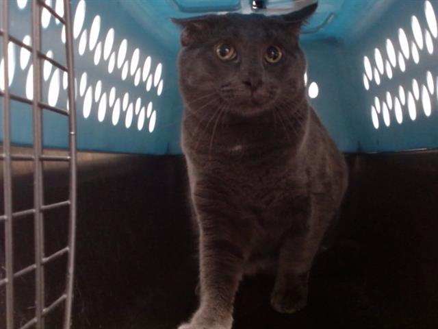 Shelter Stray Male Cat last seen Near BLOCK N ONEIDA ST, DENVER CO 80220, 1241 W Bayaud Ave, Denver, CO 80223, USA