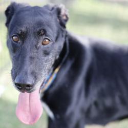 Shelter Stray Female Dog last seen Near BLOCK CABLE RANCH RD, 4710 TX-151, San Antonio, TX 78227, USA