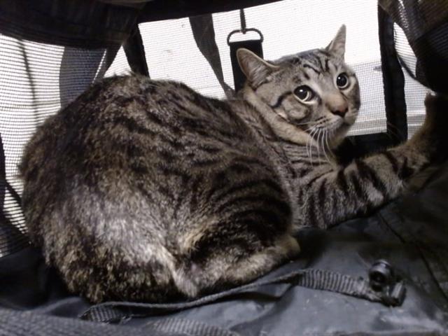 Shelter Stray Male Cat last seen Near BLOCK N ONEIDA ST, DENVER CO 80220, 1241 W Bayaud Ave, Denver, CO 80223, USA