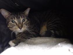 Shelter Stray Female Cat last seen Near BLOCK N ONEIDA ST, DENVER CO 80220, 1241 W Bayaud Ave, Denver, CO 80223, USA