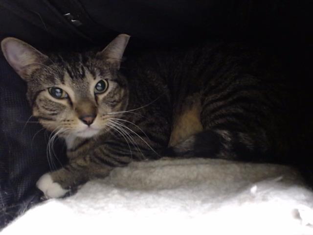 Shelter Stray Female Cat last seen Near BLOCK N ONEIDA ST, DENVER CO 80220, 1241 W Bayaud Ave, Denver, CO 80223, USA