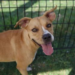 Shelter Stray Female Dog last seen Near BLOCK E TRAVIS ST, 4710 TX-151, San Antonio, TX 78227, USA