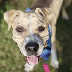 Shelter Stray Male Dog last seen Near BLOCK S ZARZAMORA BUILDING 6, 4710 TX-151, San Antonio, TX 78227, USA