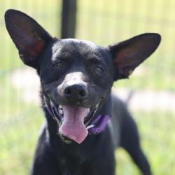 Shelter Stray Male Dog last seen Near BLOCK OLD CORPUS CHRISTI, 4710 TX-151, San Antonio, TX 78227, USA