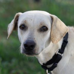 Shelter Stray Female Dog last seen Near BLOCK OLD CORPUS CHRISTI, 4710 TX-151, San Antonio, TX 78227, USA