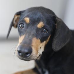Shelter Stray Female Dog last seen Near BLOCK OLD CORPUS CHRISTI, 4710 TX-151, San Antonio, TX 78227, USA