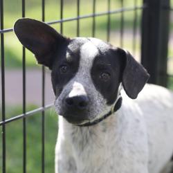 Shelter Stray Male Dog last seen Near BLOCK OLD CORPUS CHRISTI, 4710 TX-151, San Antonio, TX 78227, USA
