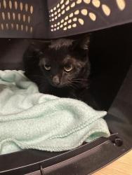 Shelter Stray Female Cat last seen FRONT ST & V STREET, 2127 Front St, Sacramento, CA 95818, USA