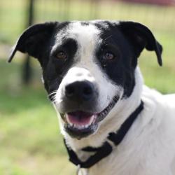 Shelter Stray Female Dog last seen Near BLOCK OLD CORPUS CHRISTI, 4710 TX-151, San Antonio, TX 78227, USA