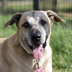Shelter Stray Male Dog last seen Near BLOCK OF WESTFIELD, 4710 TX-151, San Antonio, TX 78227, USA