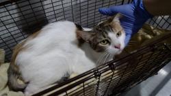 Shelter Stray Female Cat last seen REGENT/ SICKLES, 1419 Bryant St, San Francisco, CA 94103, USA