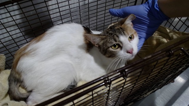 Shelter Stray Female Cat last seen REGENT/ SICKLES, 1419 Bryant St, San Francisco, CA 94103, USA