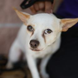 Shelter Stray Female Dog last seen PERRIN BEITEL, 4710 TX-151, San Antonio, TX 78227, USA