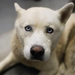 Shelter Stray Male Dog last seen BAY LEAF LOOP & CINNAMON SPRINGS, 4710 TX-151, San Antonio, TX 78227, USA