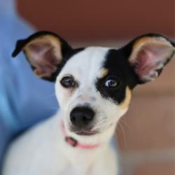 Shelter Stray Female Dog last seen Near BLOCK MEADOW RANGE, 4710 TX-151, San Antonio, TX 78227, USA