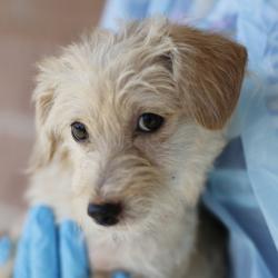 Shelter Stray Female Dog last seen Near BLOCK MEADOW RANGE, 4710 TX-151, San Antonio, TX 78227, USA