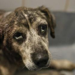 Shelter Stray Male Dog last seen TAMPA AVE, 4710 TX-151, San Antonio, TX 78227, USA