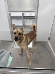Shelter Stray Male Dog last seen , 5501 E Van Buren St, Phoenix, AZ 85008, USA