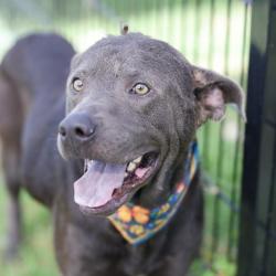 Shelter Stray Male Dog last seen Near BLOCK S SAN DARIO, 4710 TX-151, San Antonio, TX 78227, USA