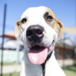 Shelter Stray Male Dog last seen MONTEREY ST, 4710 TX-151, San Antonio, TX 78227, USA